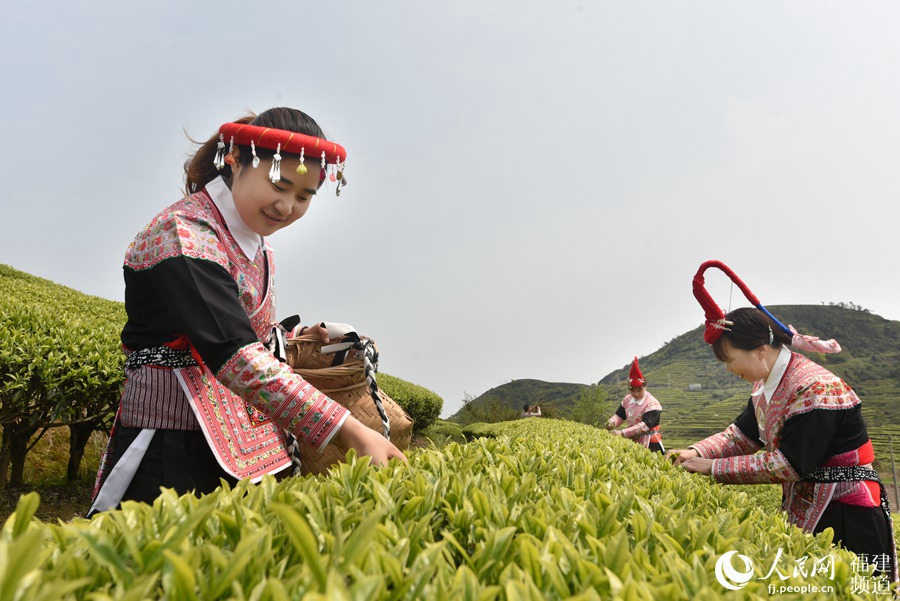 福建省連江縣長龍鎮(zhèn)畬族村民在茶園采摘茶青。 余杉芳攝
