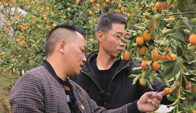 羅世茂（左一）為采購商介紹尤溪金柑。