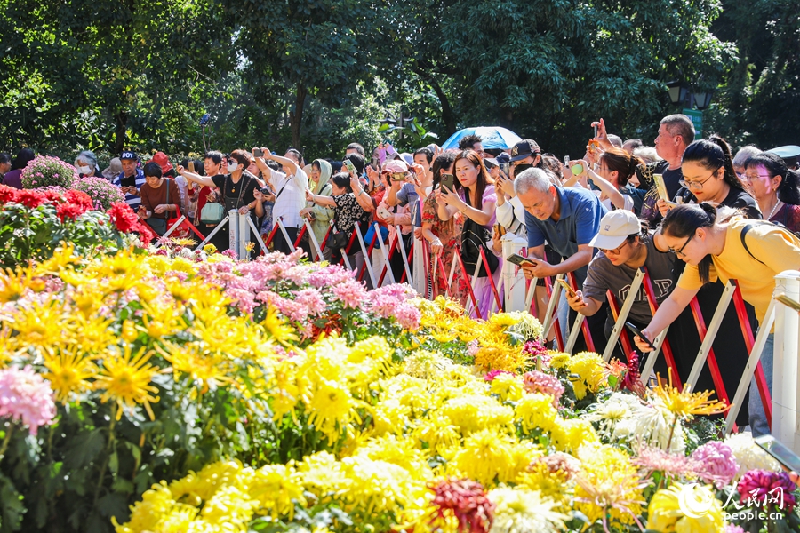福州西湖金秋菊花展吸引市民及游客踏秋賞菊。人民網(wǎng)記者 焦艷攝