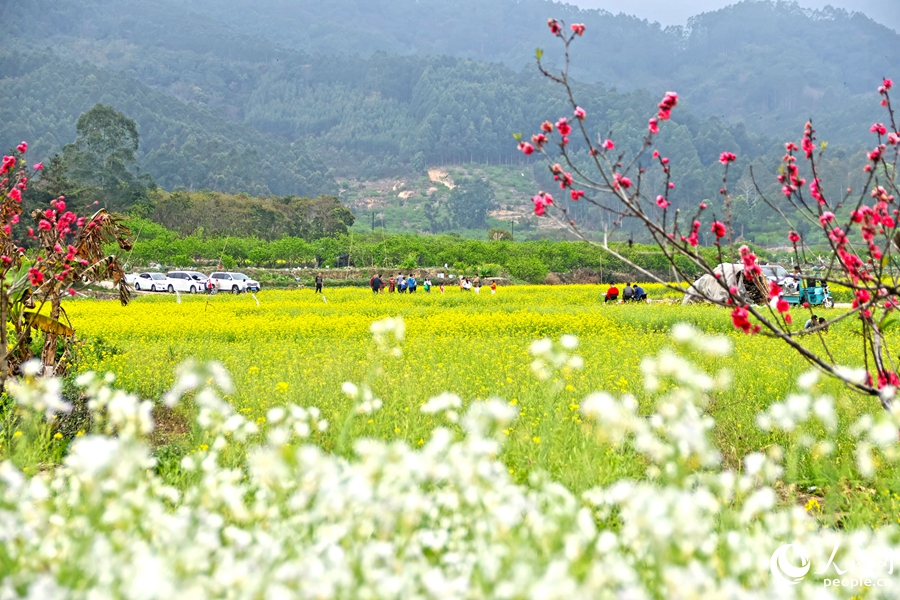 油菜花海里，慕名而來的游客暢快游玩。人民網(wǎng) 李昌乾攝