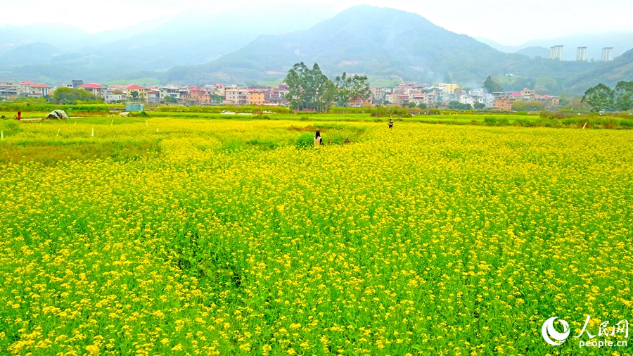 層層疊疊的油茶花海猶如大地鋪金。人民網(wǎng) 李昌乾攝