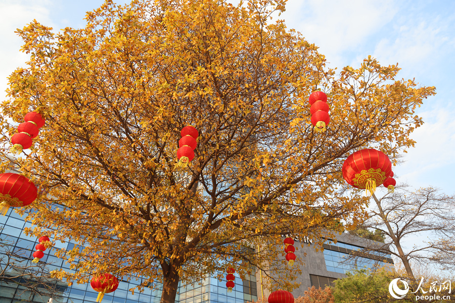 廈門市總工會門前的樹木滿枝黃葉。人民網(wǎng)記者 陳博攝