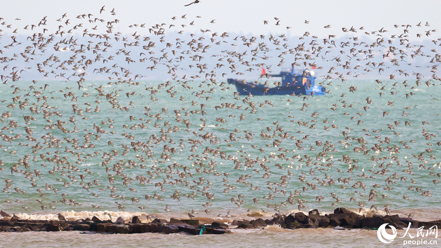 廈門七星礁一帶海域“鳥浪”頻現(xiàn)。人民網(wǎng)記者 陳博攝