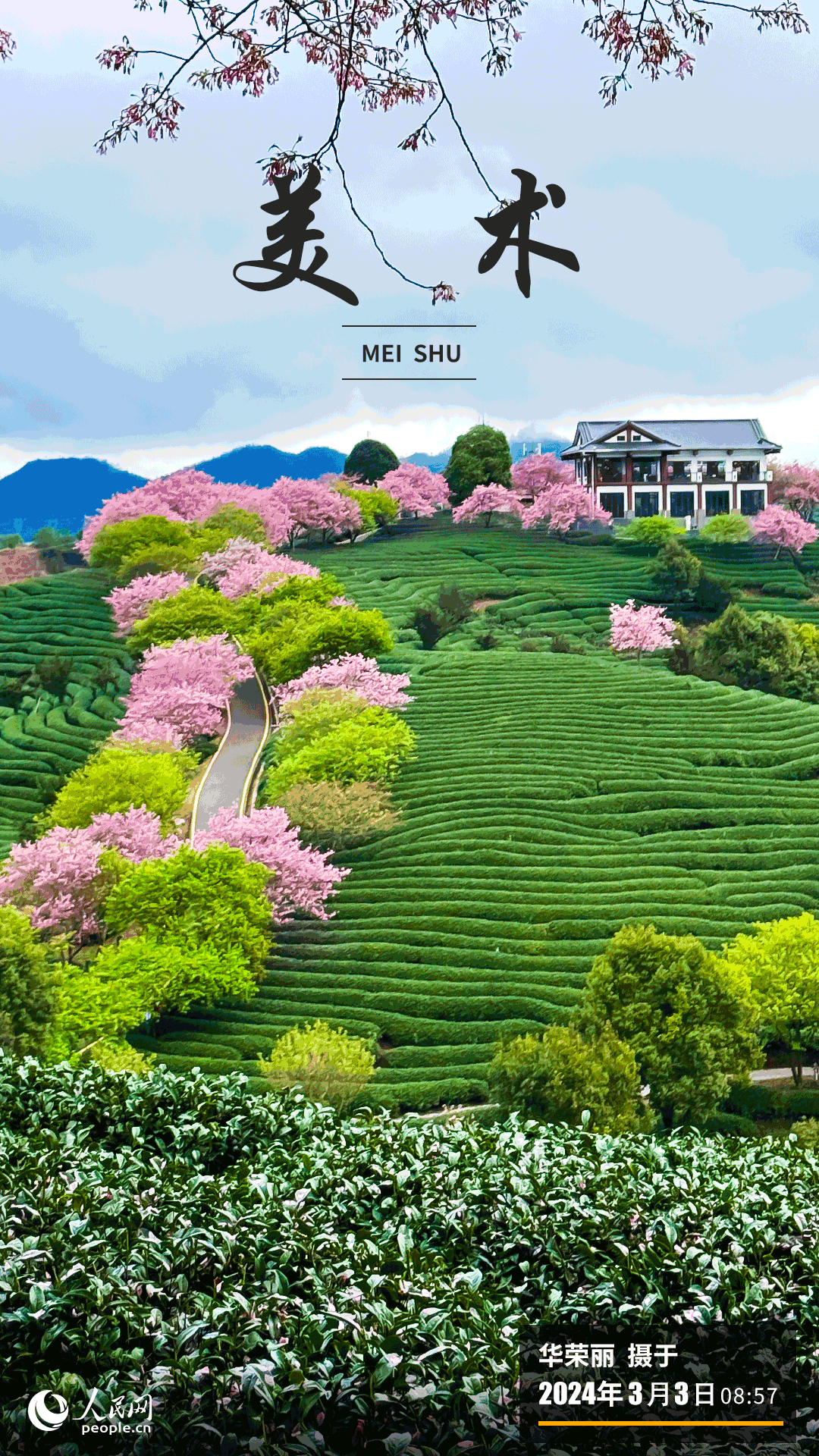 龍巖漳平市永福鎮(zhèn)又迎來了一年一度櫻花盛開季，數(shù)十萬(wàn)株櫻花在春風(fēng)吹拂下漸次綻放，構(gòu)成了一幅春意盎然的多彩畫卷。