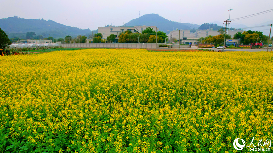 廈門(mén)天竺山下油菜花迎春盛放。人民網(wǎng)記者 陳博攝