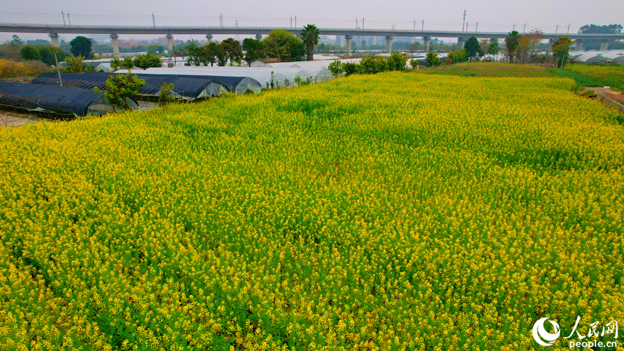 遠(yuǎn)離城市的喧囂，油菜花開(kāi)春意滿(mǎn)滿(mǎn)。人民網(wǎng)記者 陳博攝