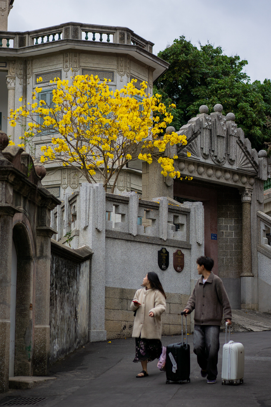 鼓浪嶼老別墅春色關(guān)不住，一樹(shù)黃花出墻來(lái)。張蔚攝