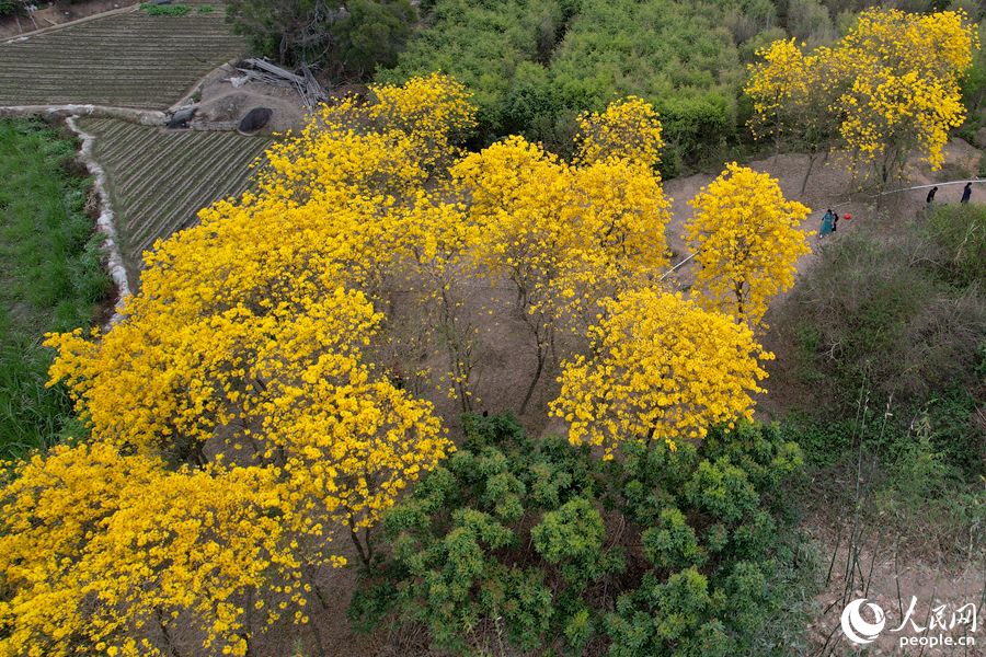 同安后燒成片黃花風(fēng)鈴木花開(kāi)成海。人民網(wǎng)記者 陳博攝