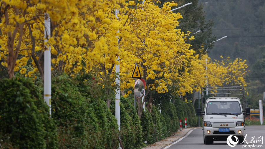 通往同安三秀山的道路，黃花風(fēng)鈴木夾道盛放。人民網(wǎng)記者 陳博攝