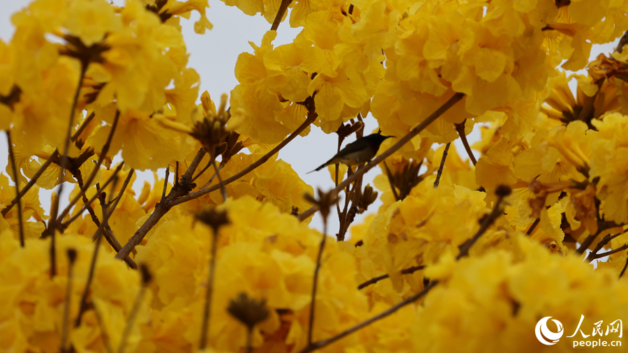 黃花枝頭的叉尾太陽(yáng)鳥(niǎo)。人民網(wǎng)記者 陳博攝