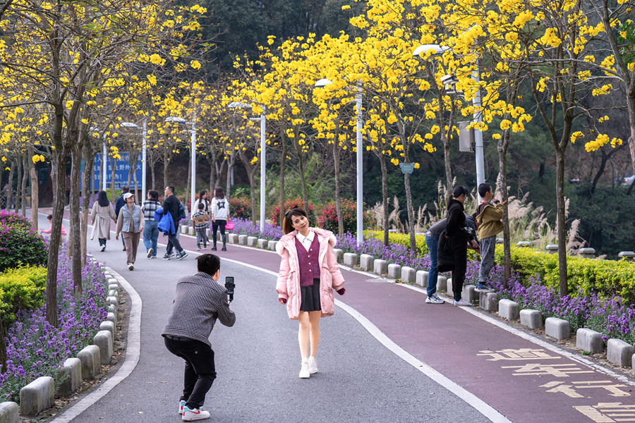 廈門天竺山森林公園黃花滿樹(shù)，引得市民游客拍照、打卡。戴美珍攝