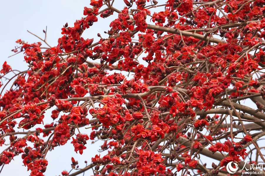 木棉朵朵紅花綴滿枝頭競相綻放。人民網(wǎng)記者 陳博攝