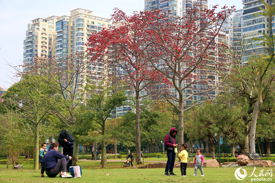 在廈門南湖公園，市民游客在木棉樹下露營度假。人民網(wǎng)記者 陳博攝