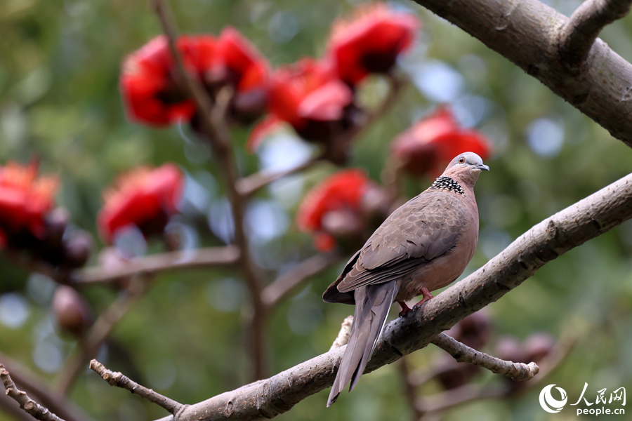 廈門白鷺洲公園中，珠頸斑鳩在木棉枝頭停留。人民網(wǎng)記者 陳博攝
