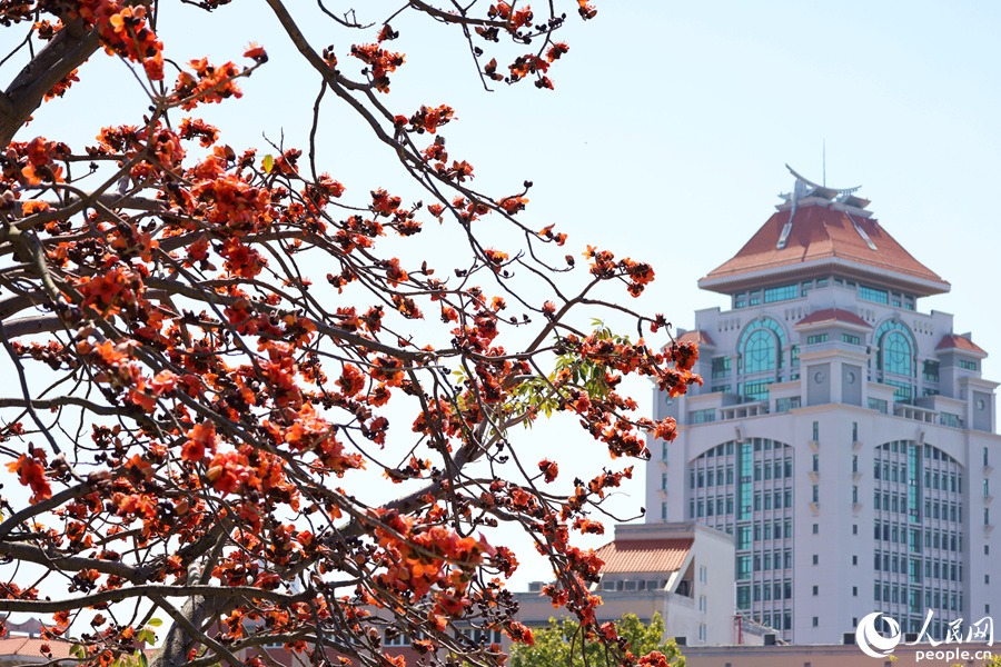 廈門大學(xué)旁，橙紅色的木棉花與嘉庚建筑屋頂相映。人民網(wǎng)記者 陳博攝