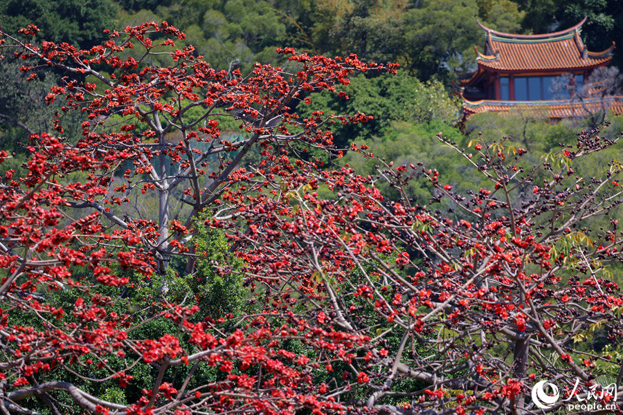 廈門南普陀景區(qū)內(nèi)，木棉花遠(yuǎn)觀燦若煙霞。人民網(wǎng)記者 陳博攝