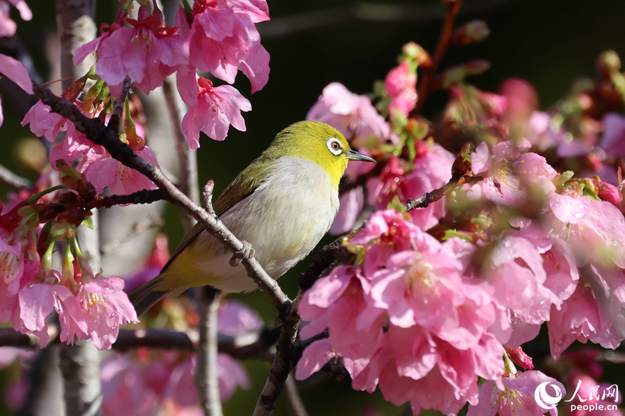 絢麗櫻花引得繡眼鳥流連其間。人民網(wǎng)記者 陳博攝