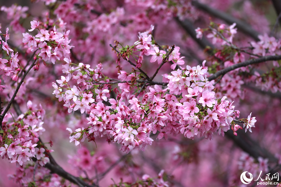 朵朵櫻花在虬枝丫杈間簇?fù)沓纱?。人民網(wǎng)記者 陳博攝