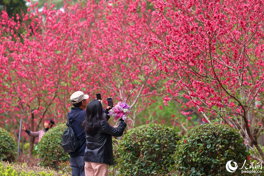 廈門市忠侖公園千余株桃花盛開迎客來。人民網(wǎng)記者 陳博攝