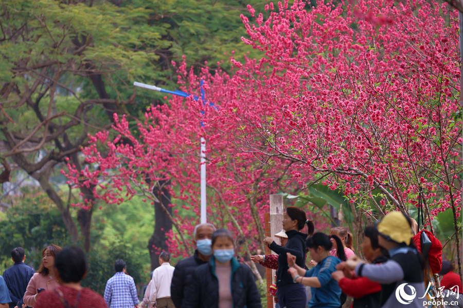 桃花盛開滿園春意濃。人民網(wǎng)記者 陳博攝