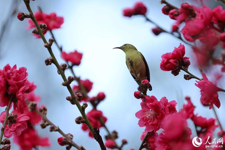 桃花枝頭立秀鳥。人民網(wǎng)記者 陳博攝