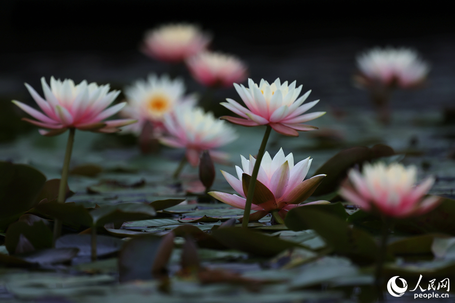 睡蓮輕舞花葉，盡顯曼妙身姿。人民網(wǎng)記者 陳博攝