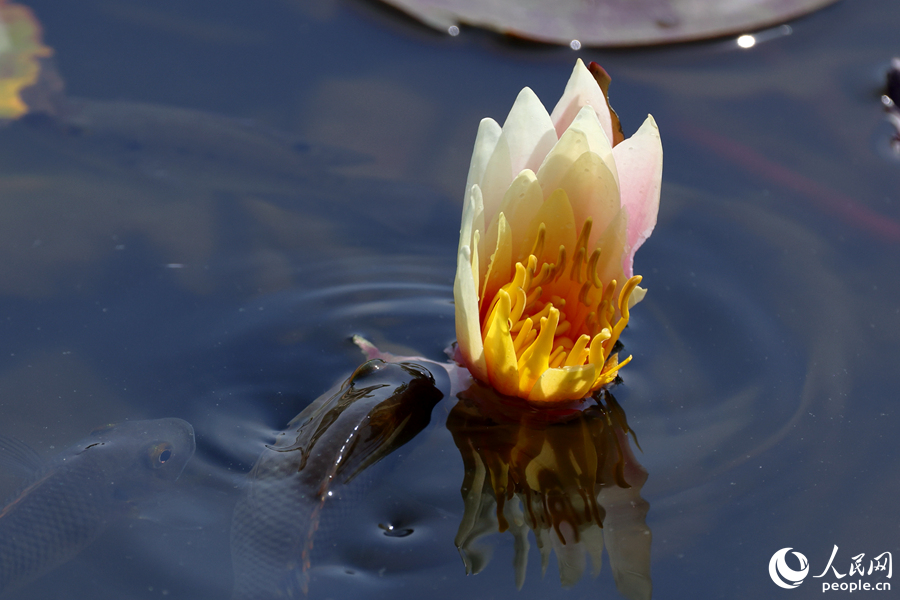 羅非魚探出水面，啃食睡蓮花瓣。人民網(wǎng)記者 陳博攝
