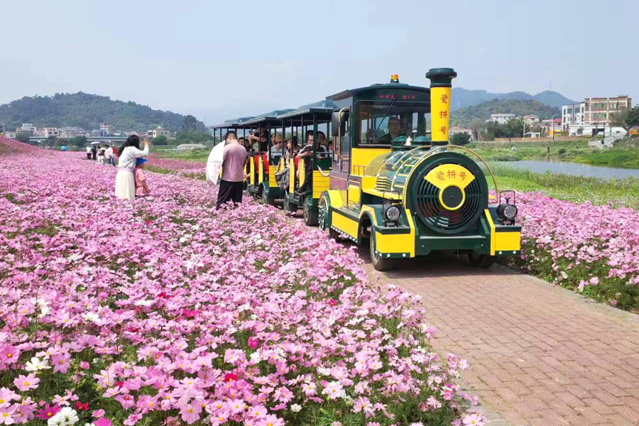 載著親子家庭的“愛拼號(hào)”電動(dòng)小火車不時(shí)從花海中穿過。陳水讓攝