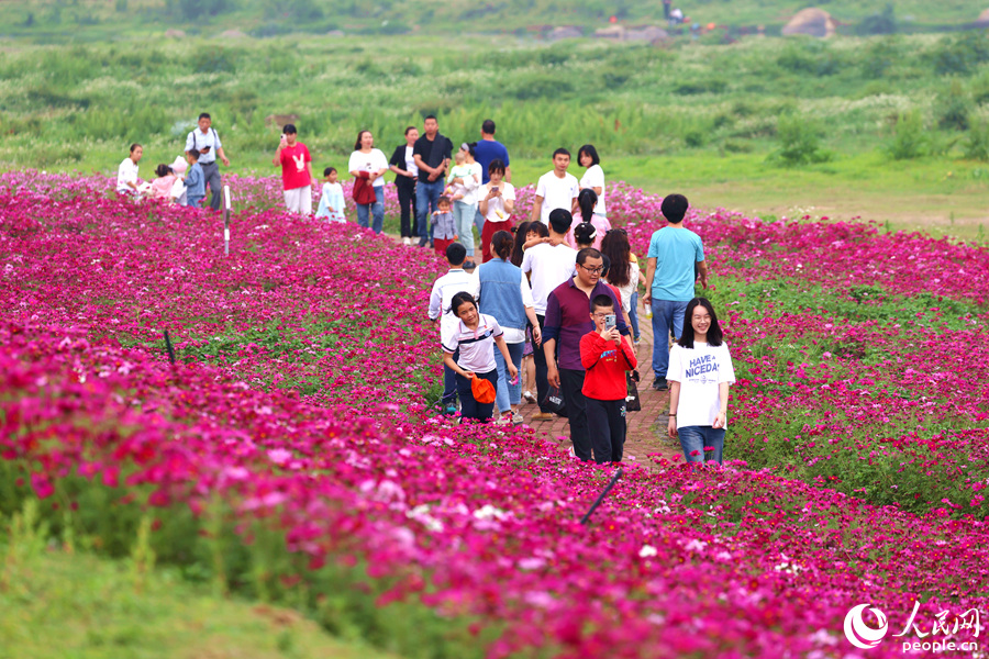 田洋格?；ɑêＲ殉蔀槭忻裼慰唾p花休閑的好去處。人民網(wǎng)記者 陳博攝