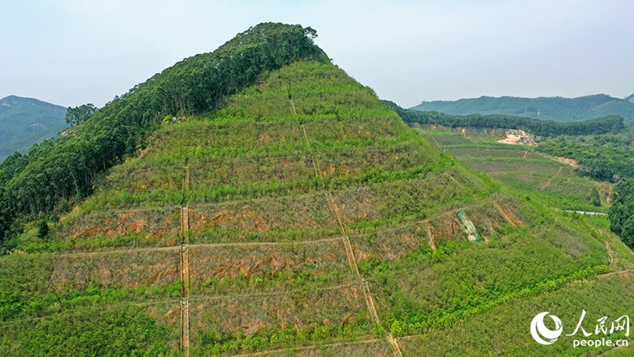 漳州臺商投資區(qū)獅山-周福廢棄礦山采取分級削坡等修復(fù)整治后，綠意盎然。人民網(wǎng) 李昌乾攝