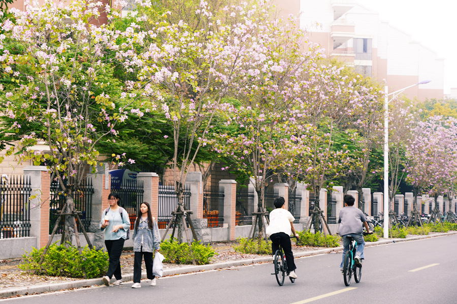 集美大學(xué)學(xué)子在信毅路的繁花中穿行。莊莉紅攝
