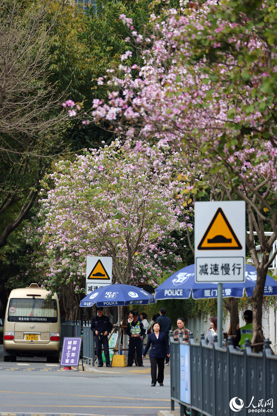 廈門市人民政府門前，宮粉羊蹄甲繁花滿樹。人民網(wǎng)記者 陳博攝