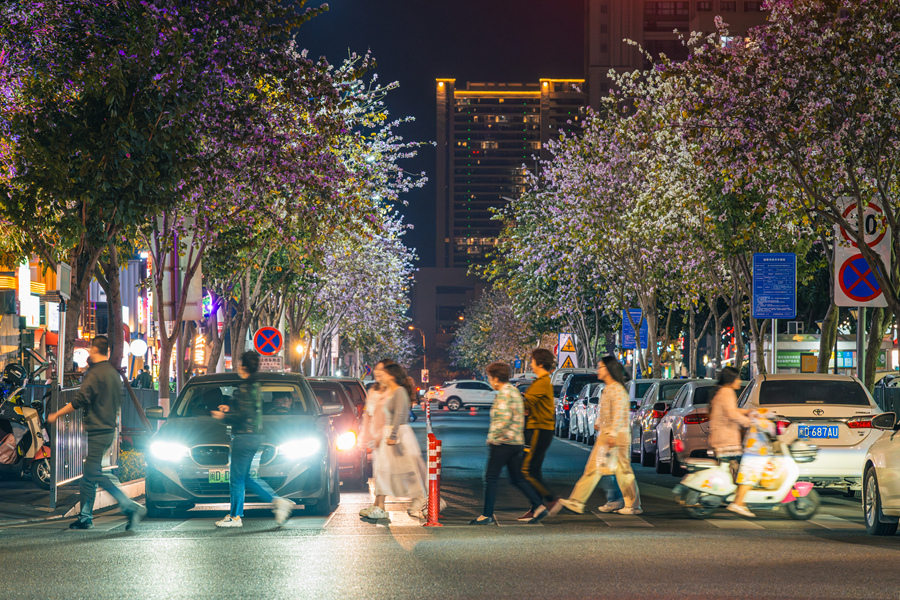 夜幕下的廈門翔安鼓塘路，宮粉羊蹄甲花朵在燈光映襯下呈現(xiàn)出不一樣的美。陳超攝