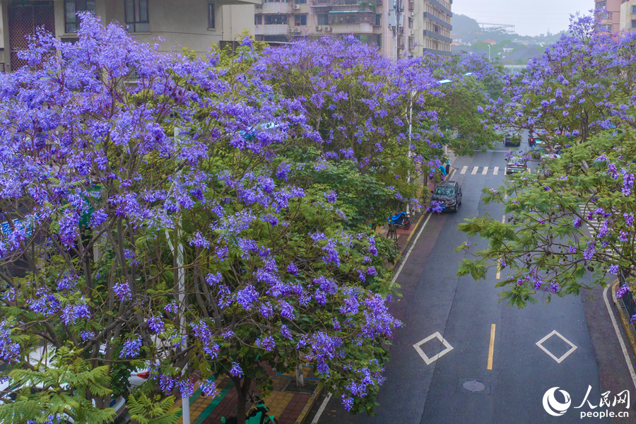 廈門思明西浦路藍花楹夾道綻放。人民網(wǎng)記者 陳博攝