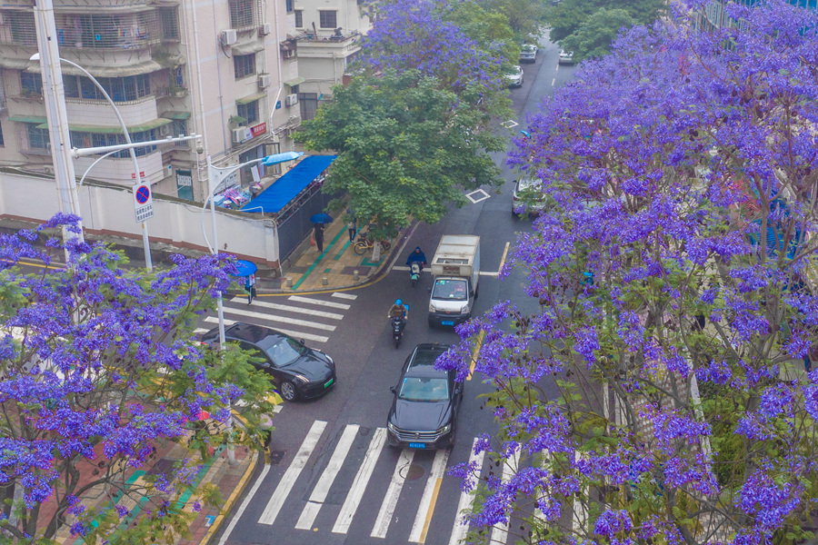 藍花楹盛開的西浦路口如夢似幻。許秋珩攝