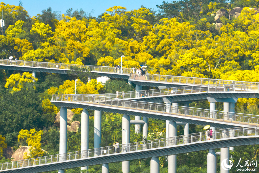 廈門山海健康步道旁，相思樹花開正艷。人民網(wǎng)記者 陳博攝