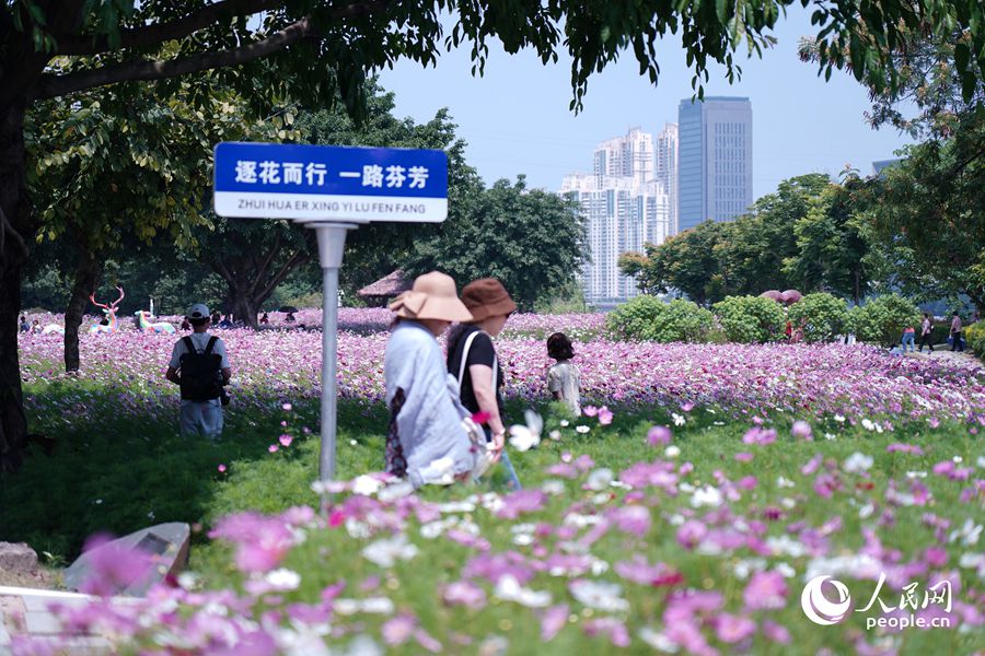 福州花海公園數(shù)萬(wàn)平米波斯菊盛開，大片花海吸引眾多市民和游客拍照打卡。人民網(wǎng)記者 蘭志飛攝