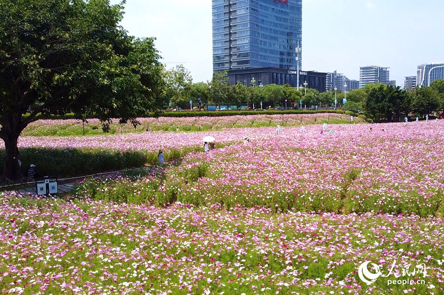 福州花海公園數(shù)萬(wàn)平米波斯菊盛開。人民網(wǎng)記者 蘭志飛攝