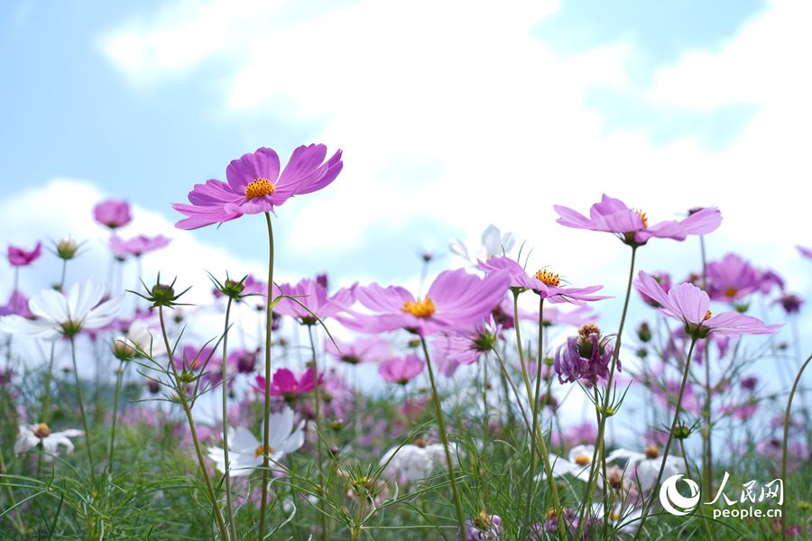公園里盛開的波斯菊。人民網(wǎng)記者 蘭志飛攝