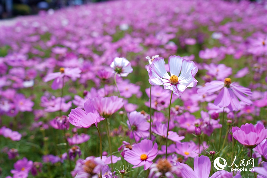 公園里盛開的波斯菊。人民網(wǎng)記者 蘭志飛攝