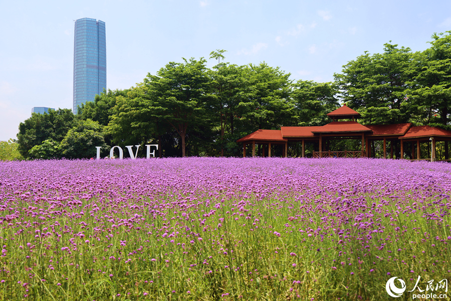 柳葉馬鞭草花開連片成海。人民網(wǎng)記者 陳博攝