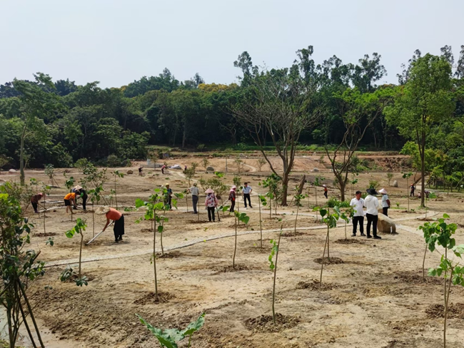 泉州市森林公園刺桐定植基地。泉州市林業(yè)局供圖