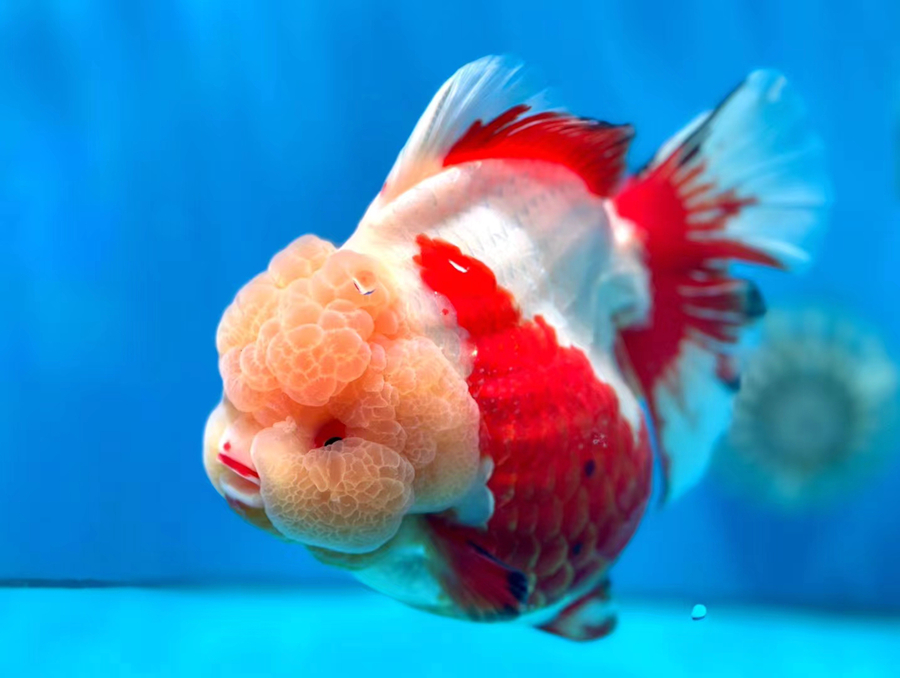 福州金魚。組委會(huì)供圖