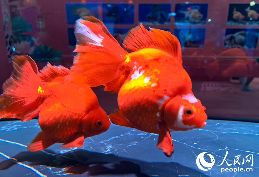 福州金魚。人民網(wǎng)記者 林曉麗攝