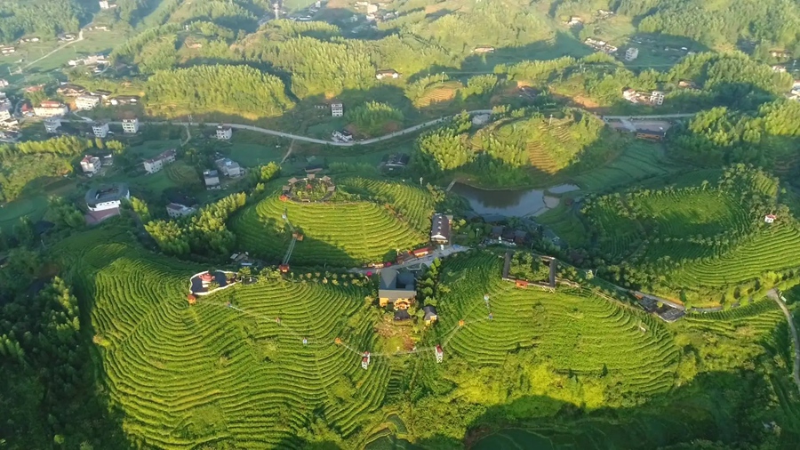 大田美人茶茶園。主辦方供圖