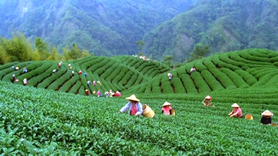美人茶日益成為大田茶農(nóng)致富的“金葉子”。主辦方供圖