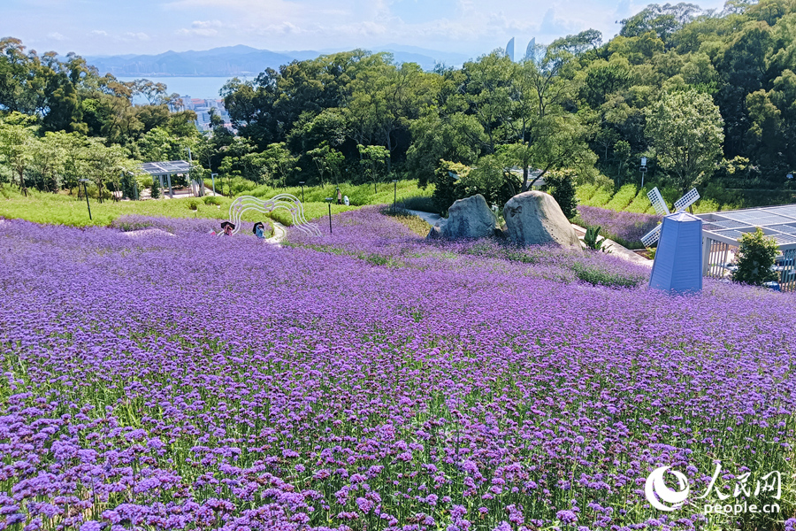 遠(yuǎn)眺碧海藍(lán)天，層層疊疊的紫花“扮靚”東坪山谷。人民網(wǎng)記者 陳博攝