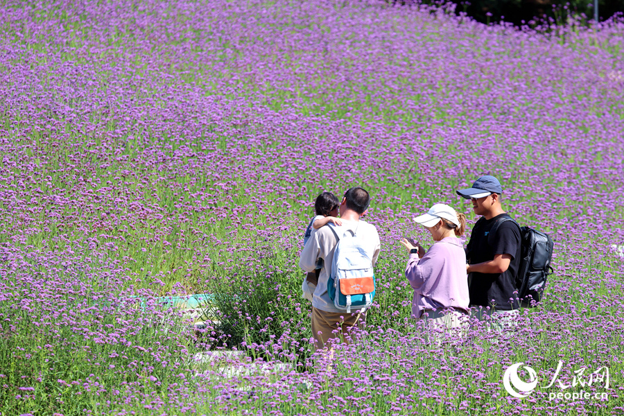 東坪山花海成為市民們的“遛娃”好去處。人民網(wǎng)記者 陳博攝