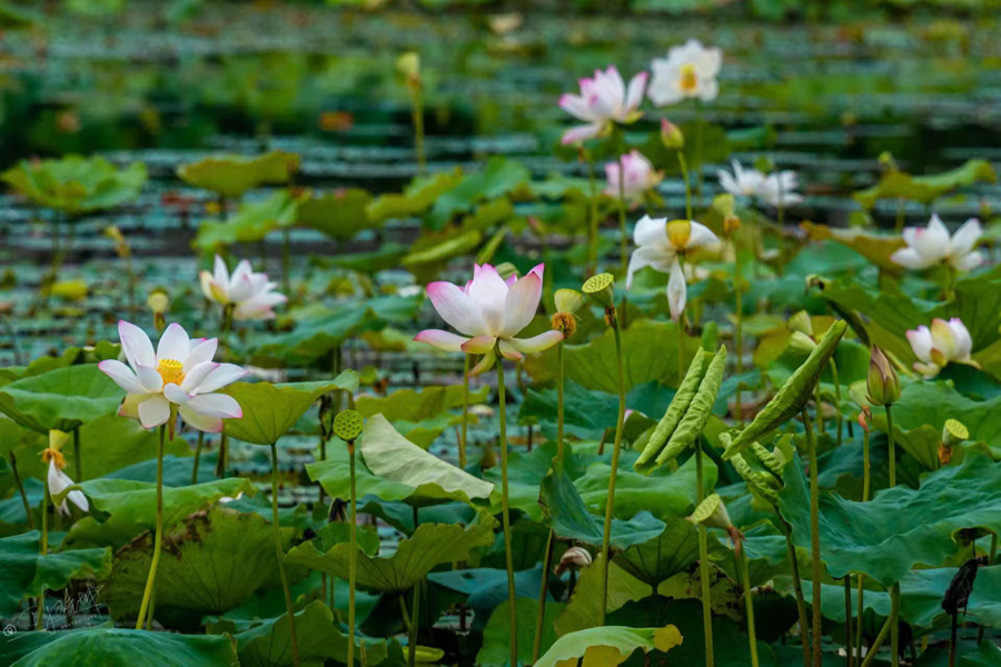 廈門集美馬鑾灣雙溪濕地公園里的荷花競(jìng)相綻放。陳瑞坤攝