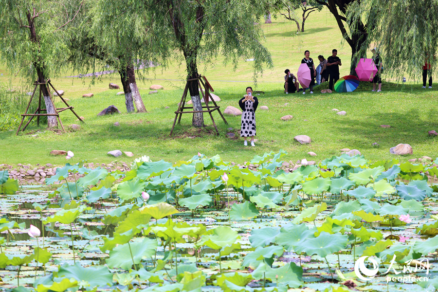 廈門同安文筆塔公園荷花池引客來(lái)。人民網(wǎng)記者 陳博攝